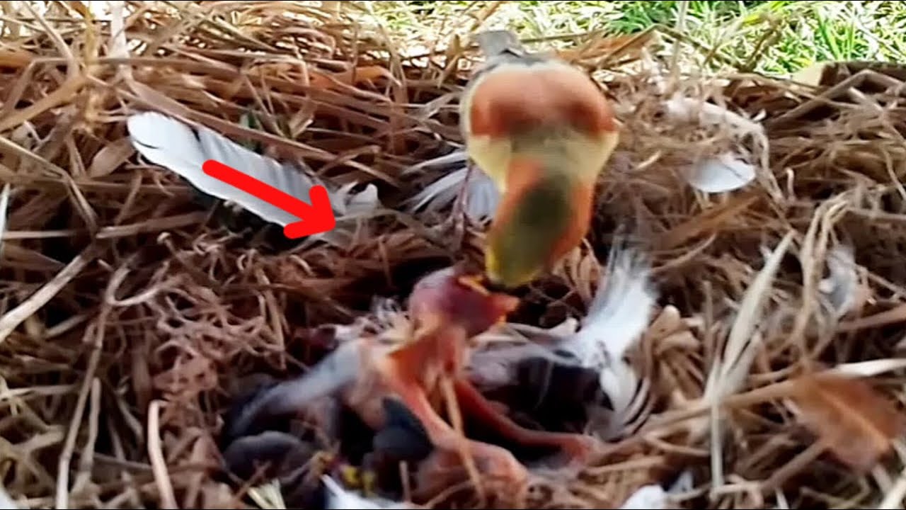 Other house-sparrow birds attack baby birds while the parents are away.