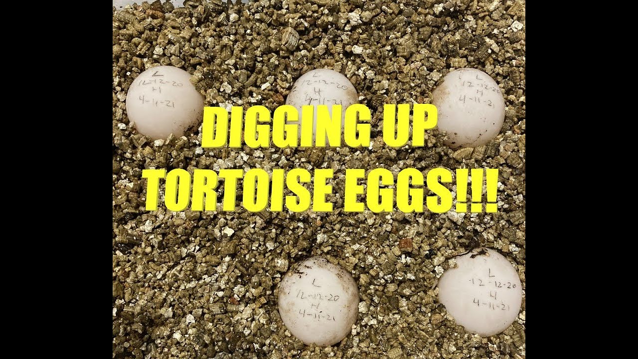 Our Redfoot Tortoise laid eggs!