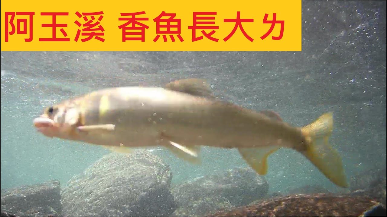 【阿玉溪 香魚】香魚長大ㄌ 只可惜拍攝地點沒選好 流速太快