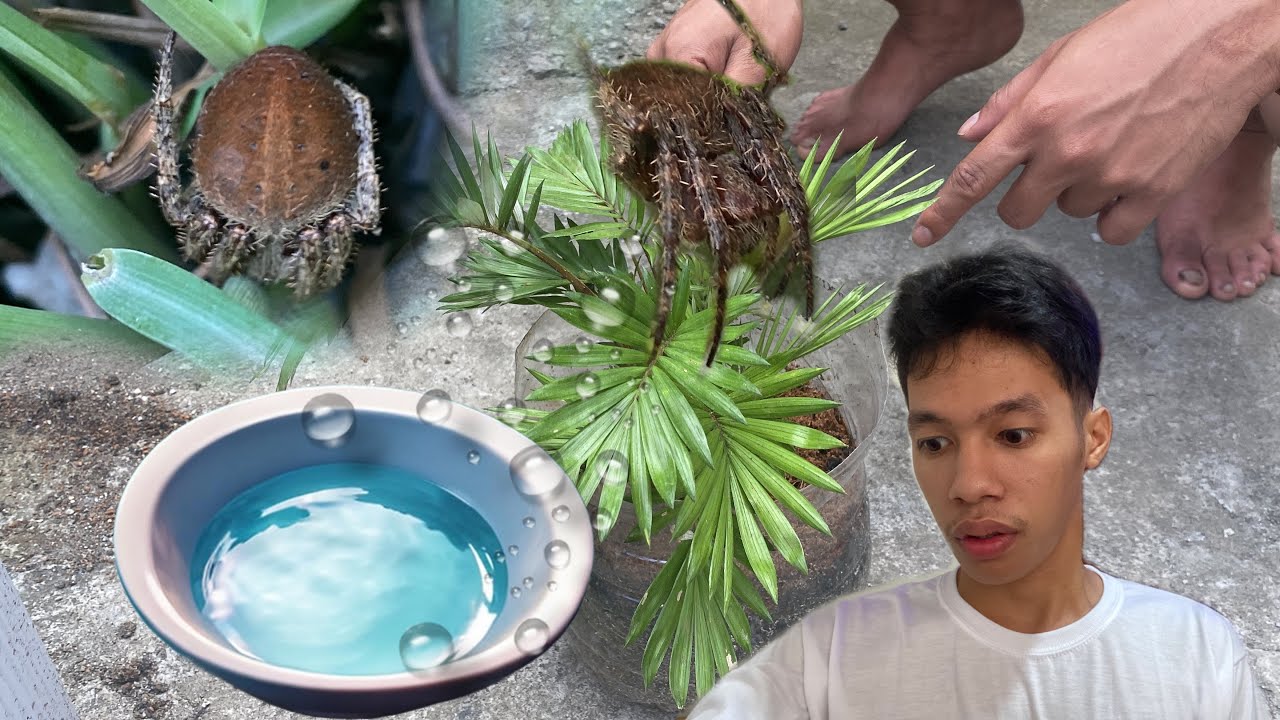 PINALIGUAN KO ANG AKING MGA GAGAMBA.  #PAANGAT ☝🏼