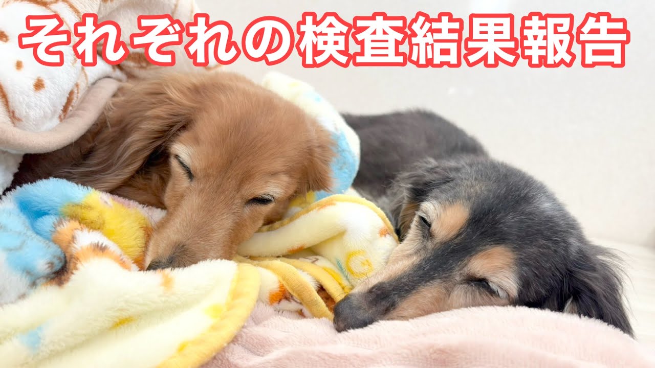 【ダックスフンド】ワクチン抗体と新たな病気発覚？で詳しい検査を受けました【検査結果報告】