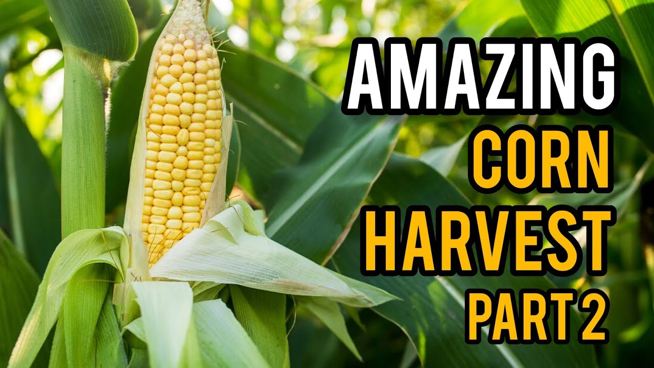 Amazing corn harvesting and processing |மக்காச்சோளம் சாகுபடி &வளர்ப்பு முறை-part 2 |இயற்கை விவசாயம்