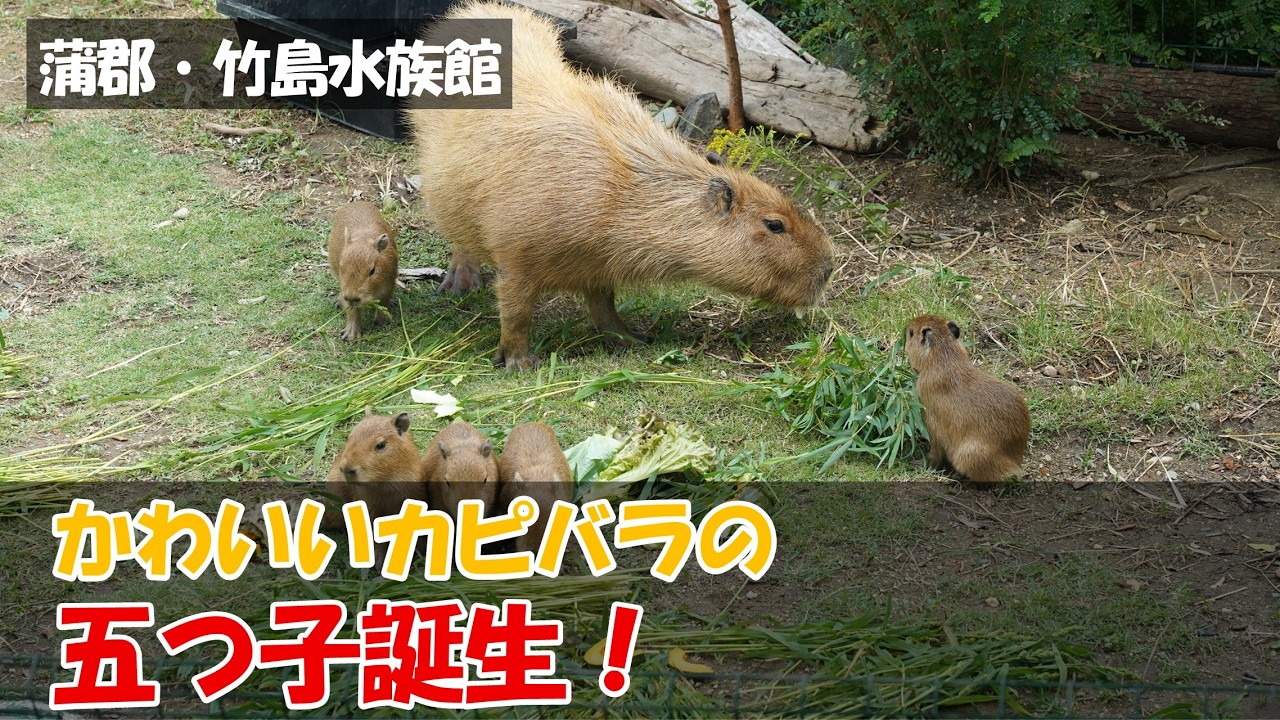 【蒲郡】竹島水族館にかわいいカピバラの五つ子誕生！