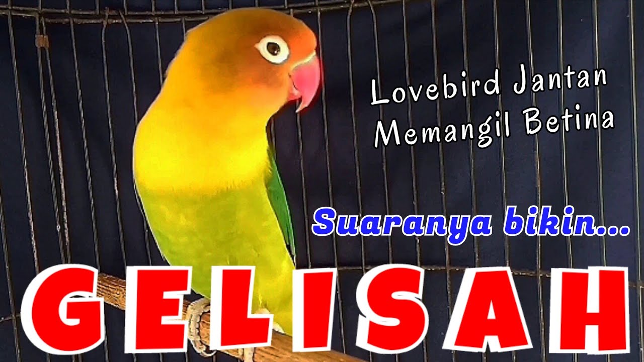 Suara Pancingan Lovebird Jantan Memanggil Betina MEMICU Lb Jantan Birahi & Lb Betina Birahi