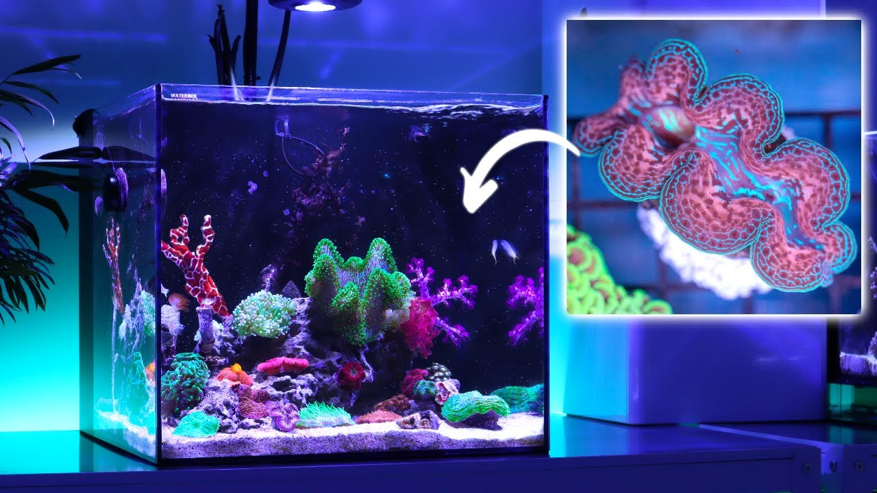 Adding This Beautiful Tridacna Clam and Tank Updates - Waterbox Cube 20 (No Skimmer)| Blue Reef Tank