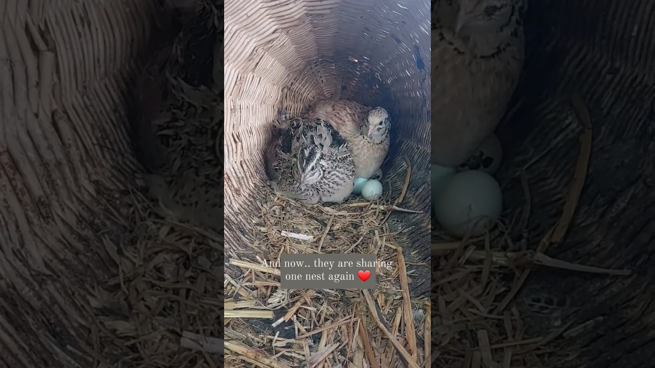 Japanese quails, hatching❤