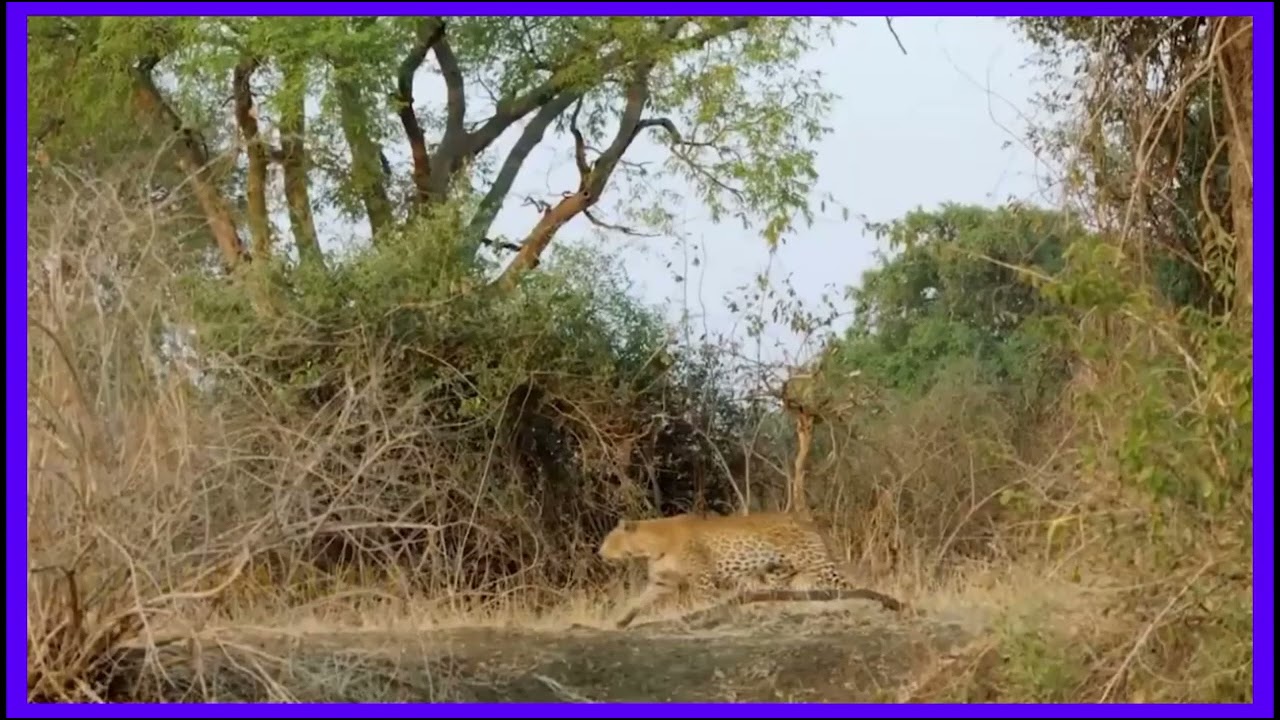 Why Everyone is Talking About Tiger attack in paithan in live camera india&nbsp;