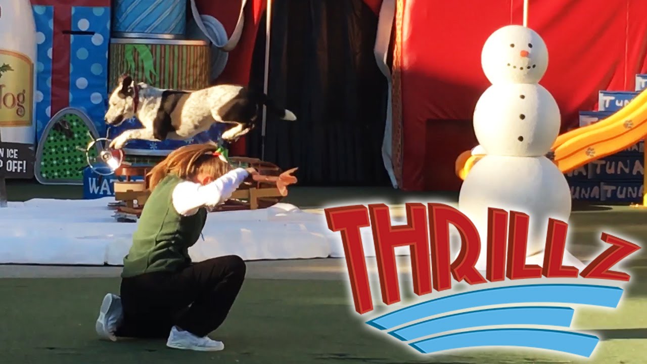 Pets Rule Christmas Show 2015 - SeaWorld San Diego Full Show - Thrillz