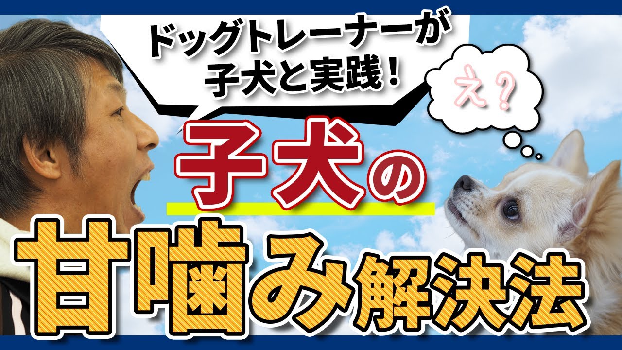 子犬の甘噛みについて