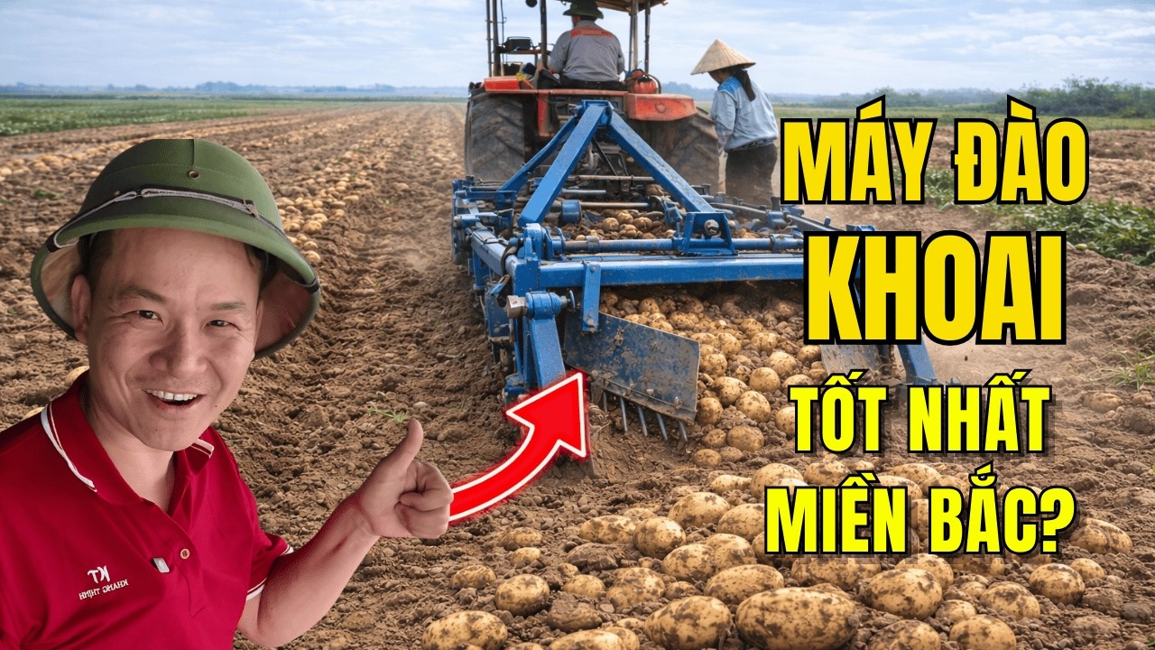 Máy Đào Khoai Tây Hiệu Quả Nhất Miền Bắc - Thu Hoạch Cực Nhanh.