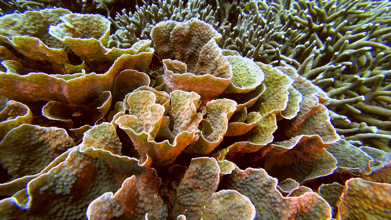 Philippines Apo Island Diving Part2 Paul Ranky 4K UHD H264 Video