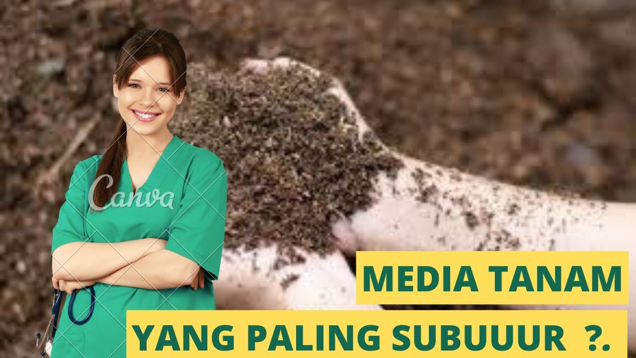 Rahasia Kesuburan Tanah Bawah Rumpun Bambu : yang Harus Di Ketahui Untuk Media Tanam
