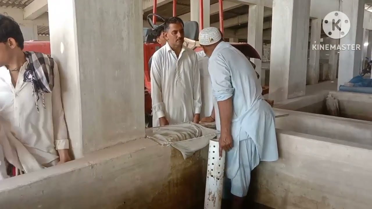 Recorded video of working in Fishries Carp Fish Hachery Sadhooja Naushahro Firoz Sindh