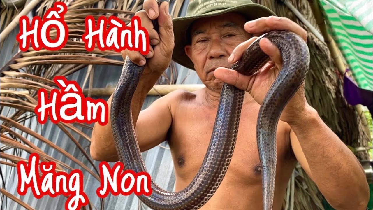 Rắn Hổ Hành Siêu To Hầm Măng Non Đầu Mùa