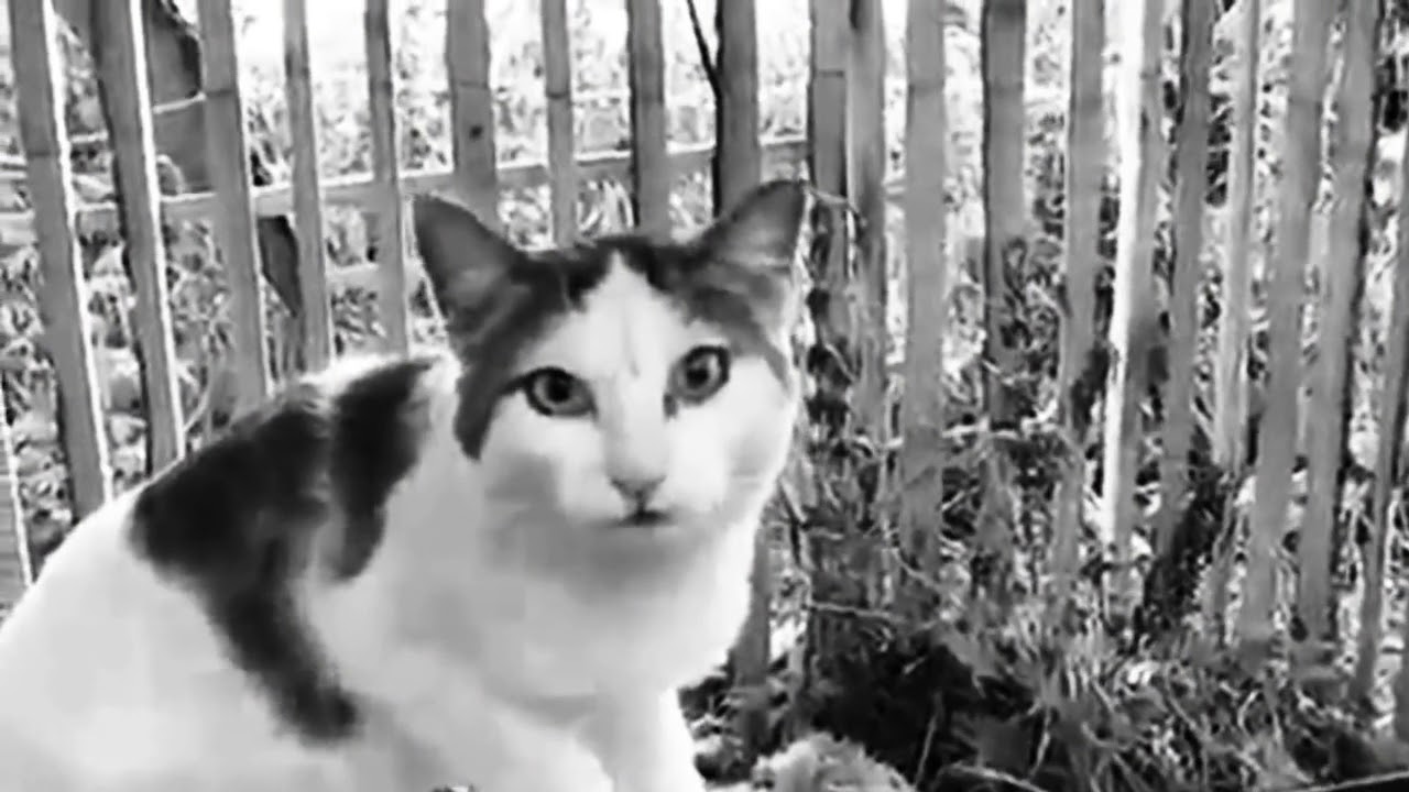 ежемесячные - жизнь кошачья
