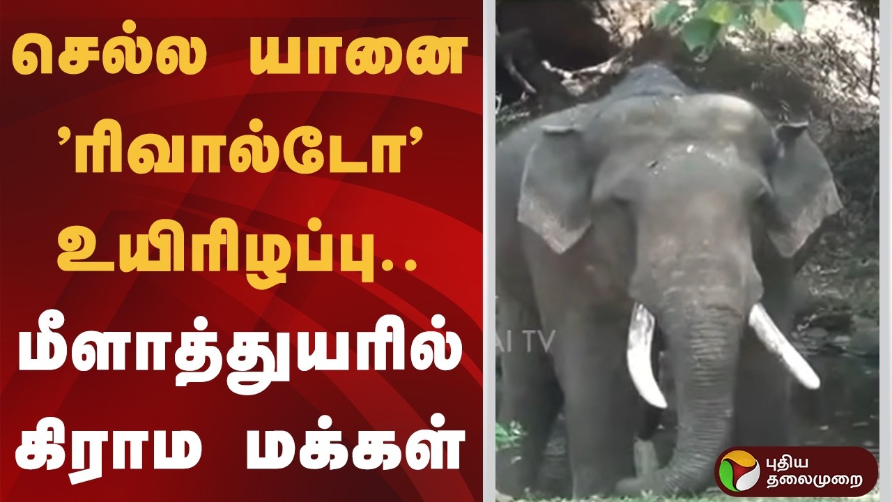 செல்ல யானை 'ரிவால்டோ' உயிரிழப்பு.. மீளாத்துயரில் கிராம மக்கள் | Nilgiri