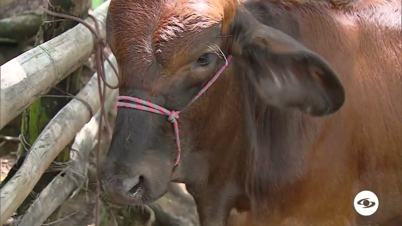 La ganadería como un negocio contable - La Finca de Hoy