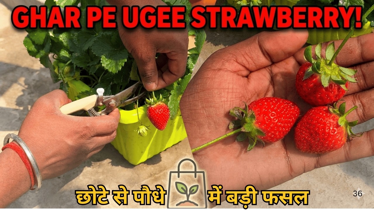 Finally Ghar Pe Ugee Strawberry #🍓| Homegrown Strawberry Harvest 🍓| Home Gardening #gardeningvlog