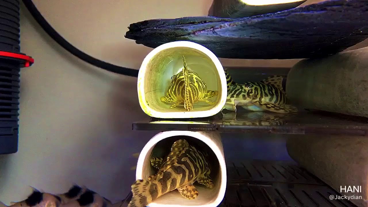 pleco L236 spawing！