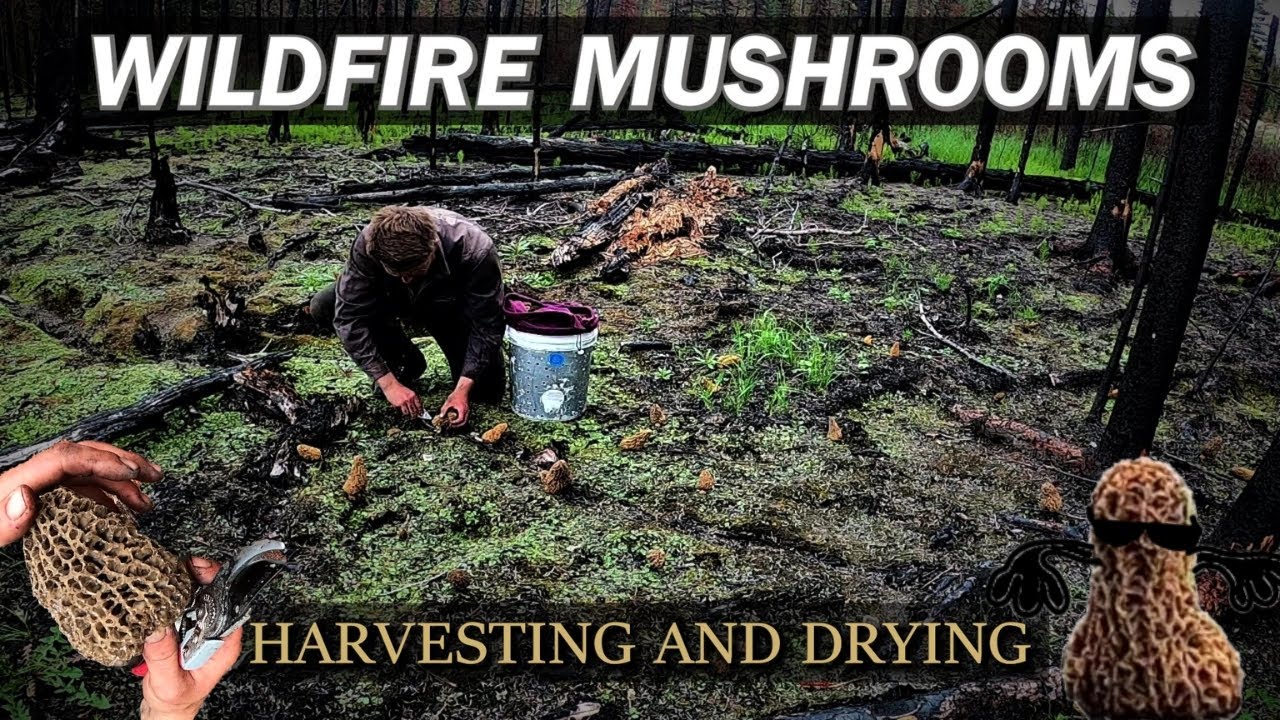 Delicious Mushrooms Thriving After a Wildfire