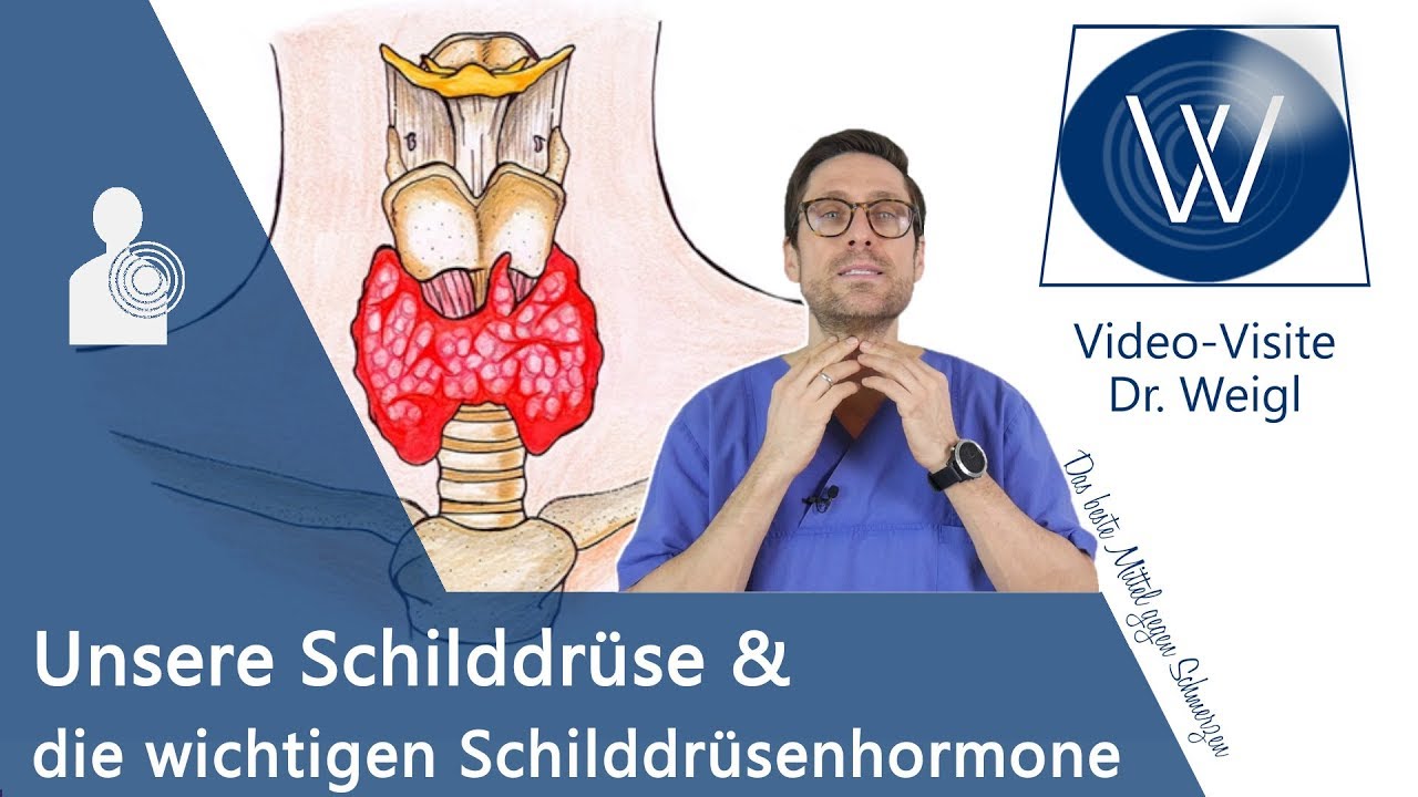 Unsere Schilddrüse: Die wichtige Rolle der Schilddrüsenhormone (T3 & T4) für unsere Gesundheit