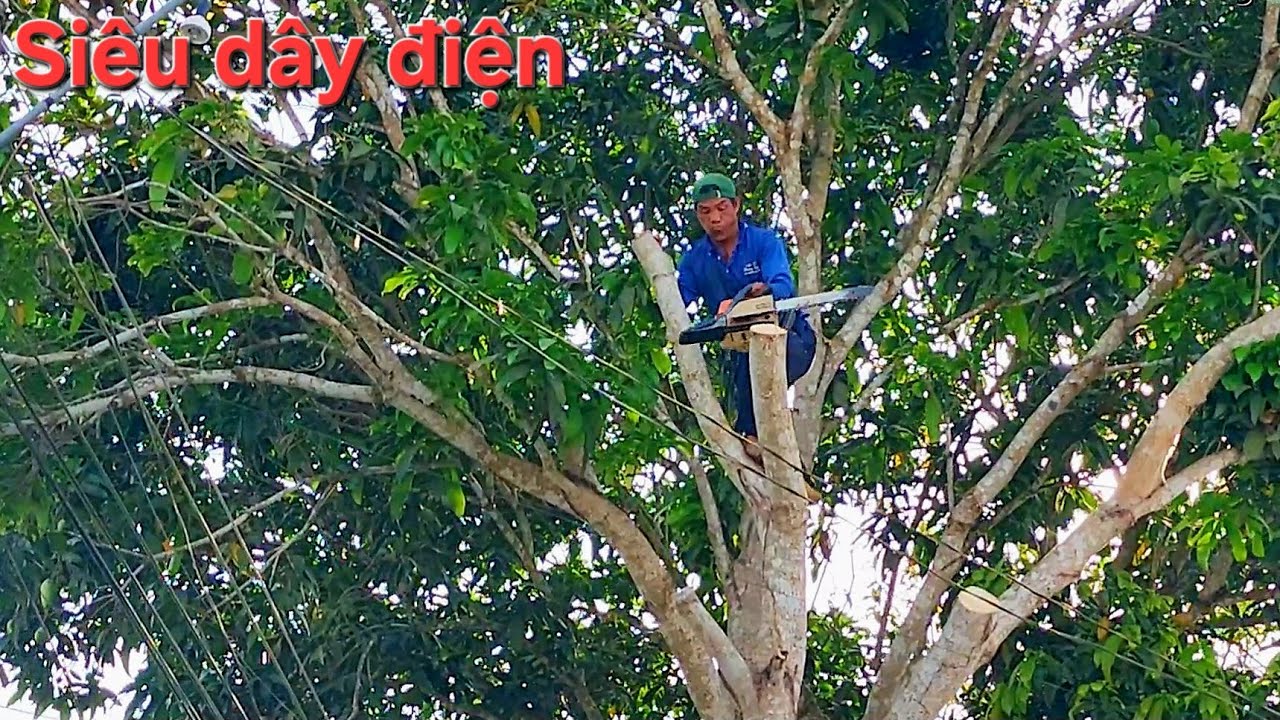 Cách cưa cây Xoài bỏ lổ siêu đẹp / How to saw a Mango tree without holes, super beautiful | T579