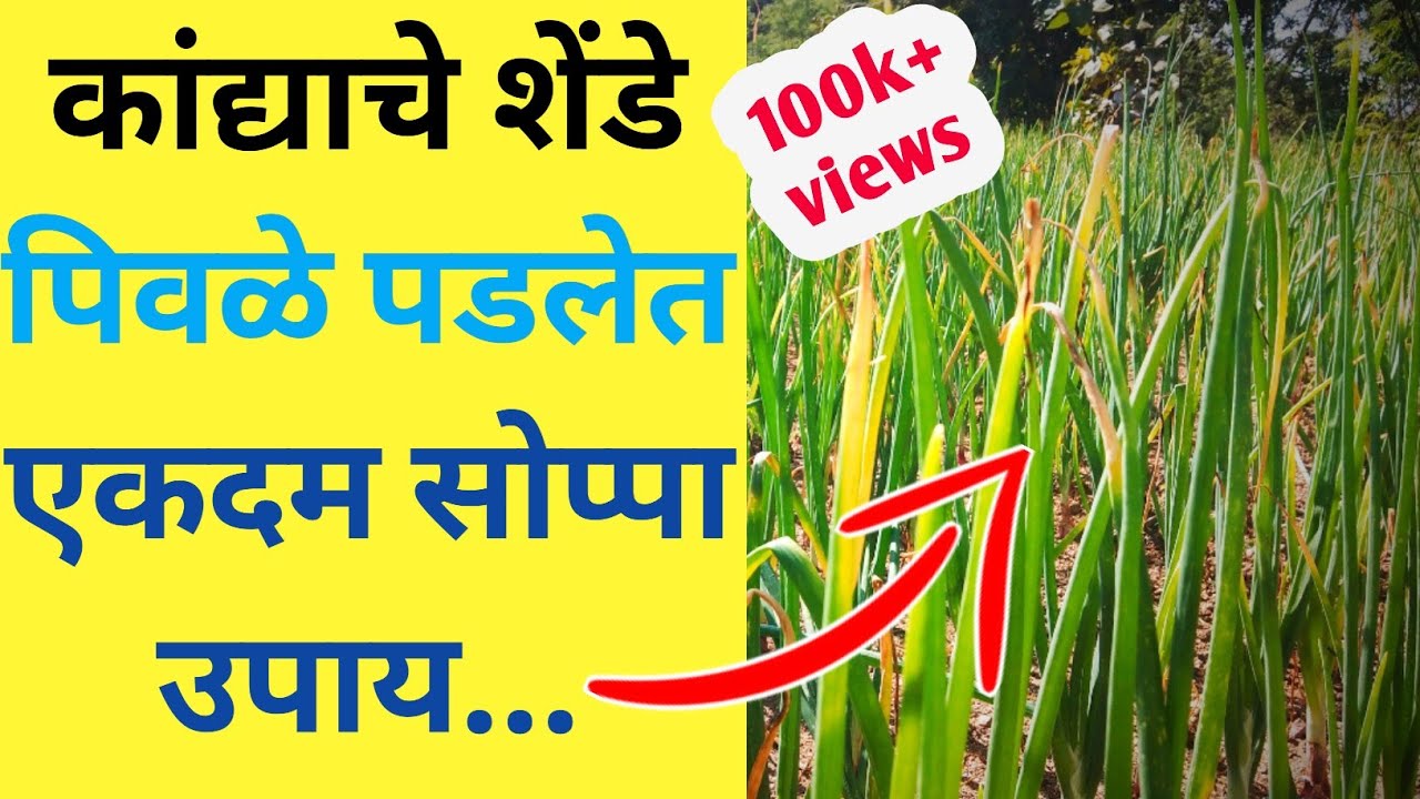 कांद्याचे शेंडे पिवळे पडणे उपाय / कांदा पिकातील करपा रोग नियंत्रण / kanda Shende pivle padne upay