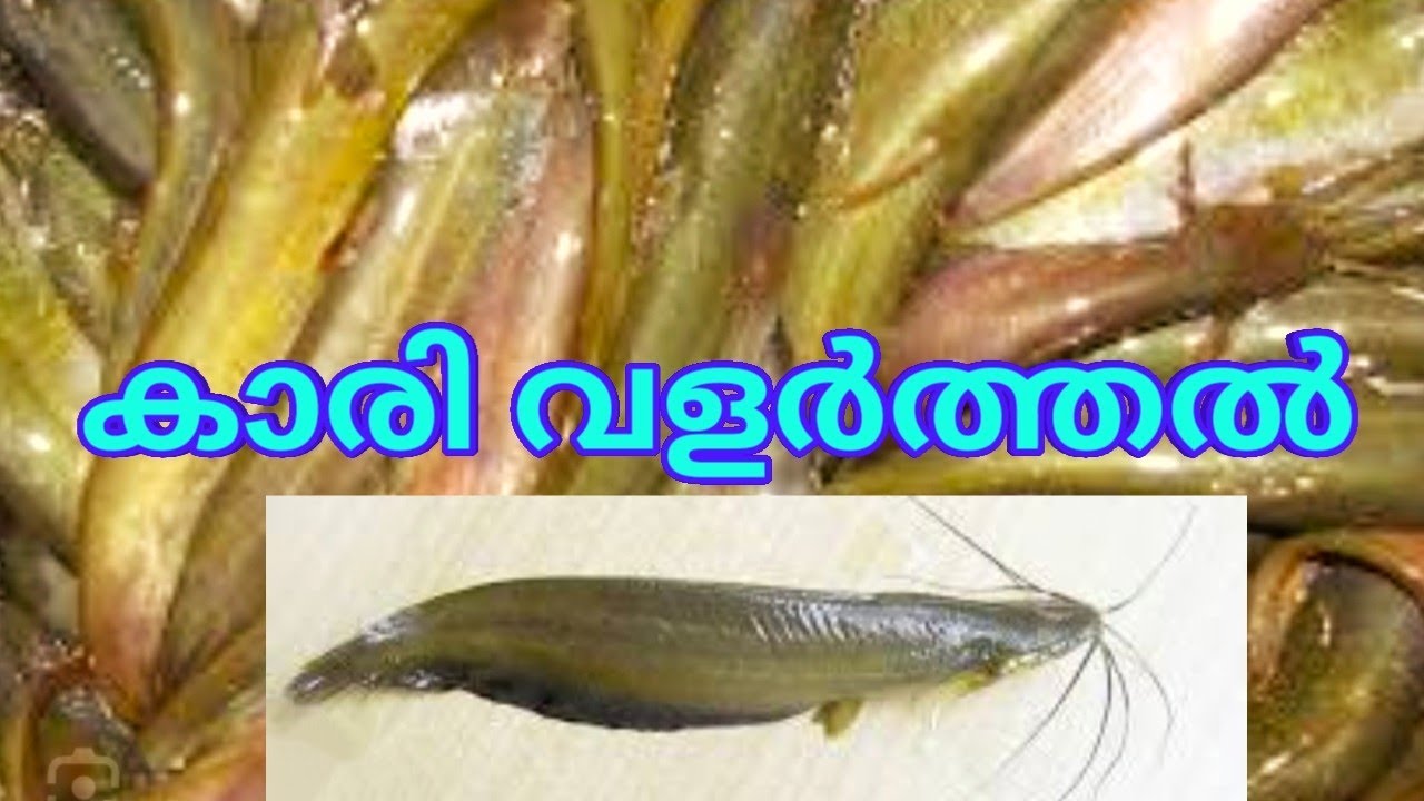 കാരി വളർത്തൽ