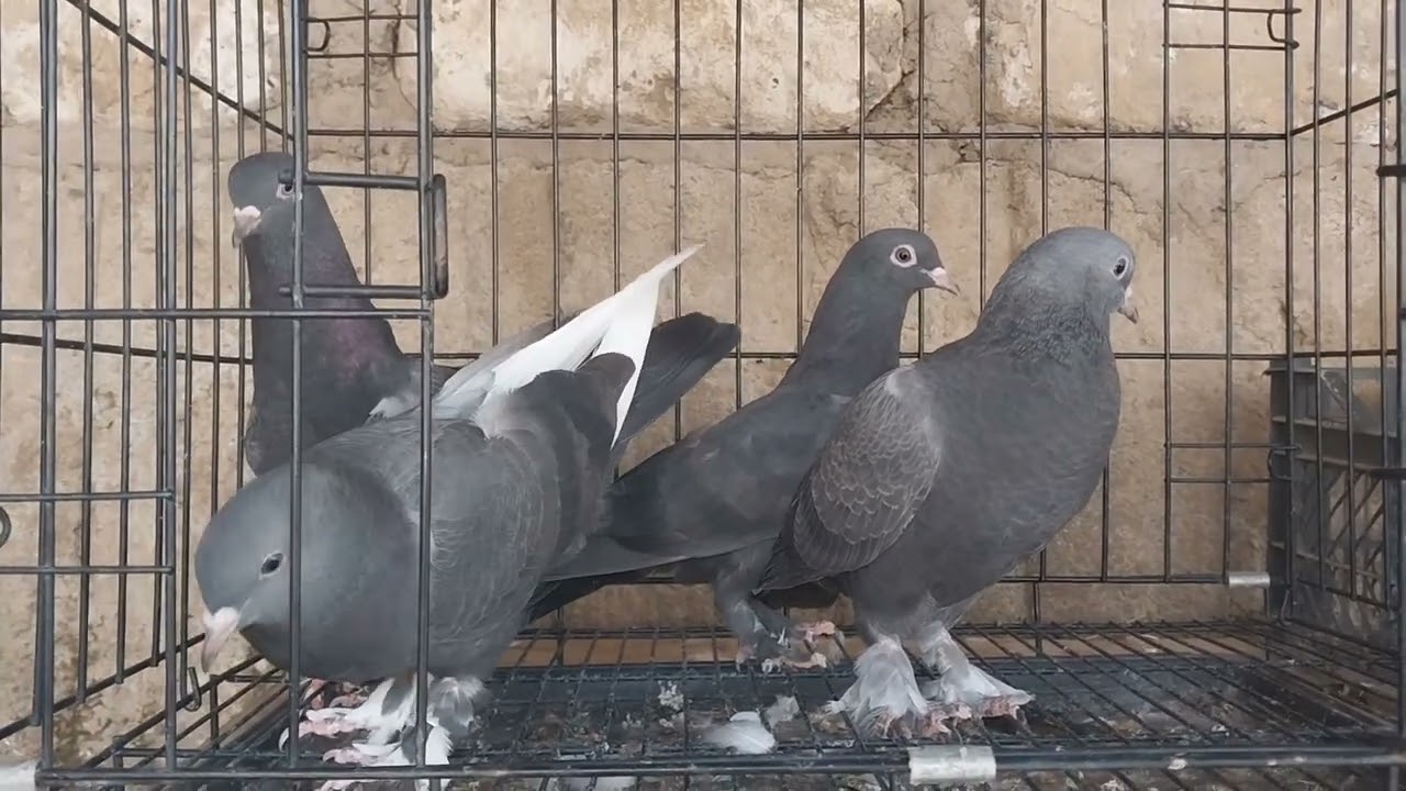 Кафтарои фурӯши 992985795533