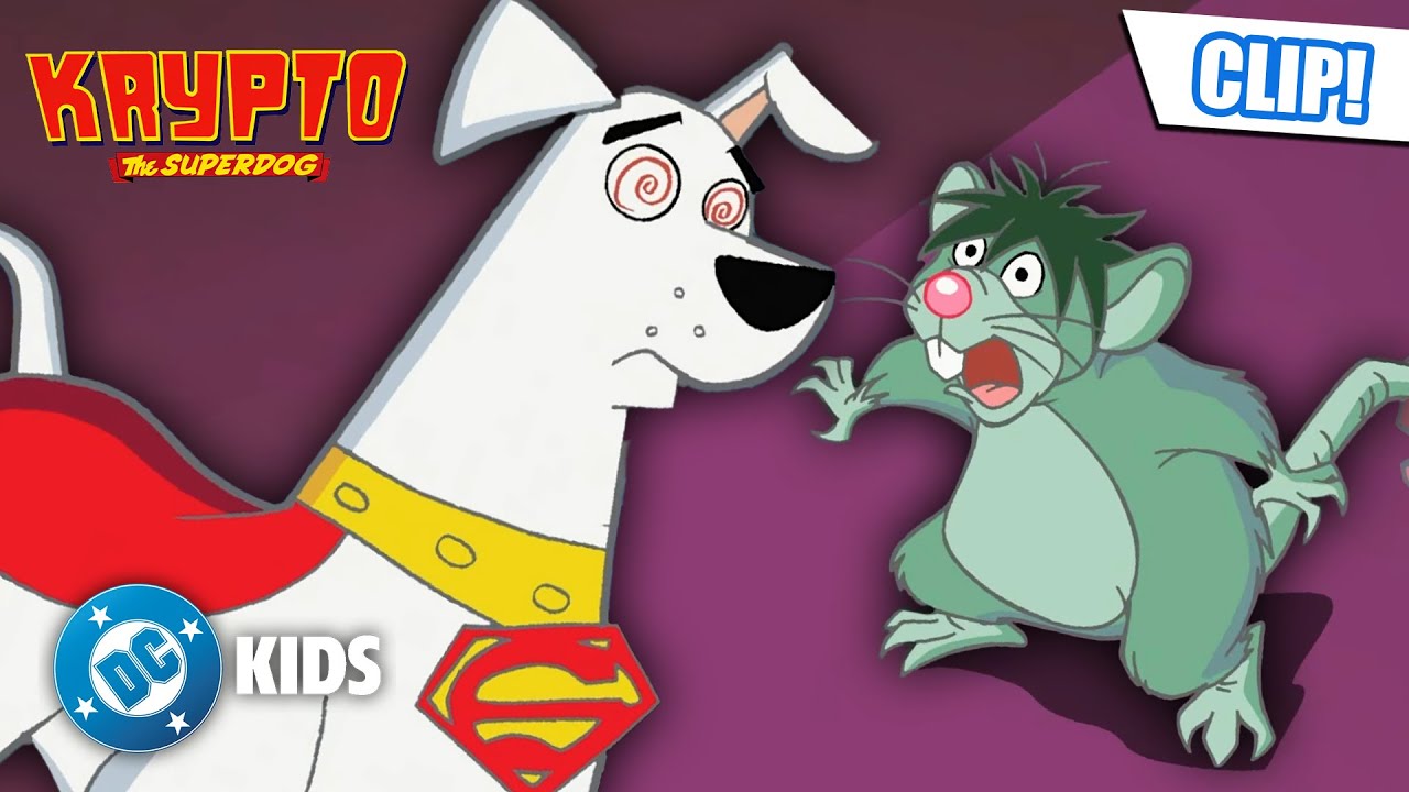 Superman's Dog VS Scaredy-Rat?! 🐀🙀 | Krypto The Superdog | #KidsCartoons @dckids