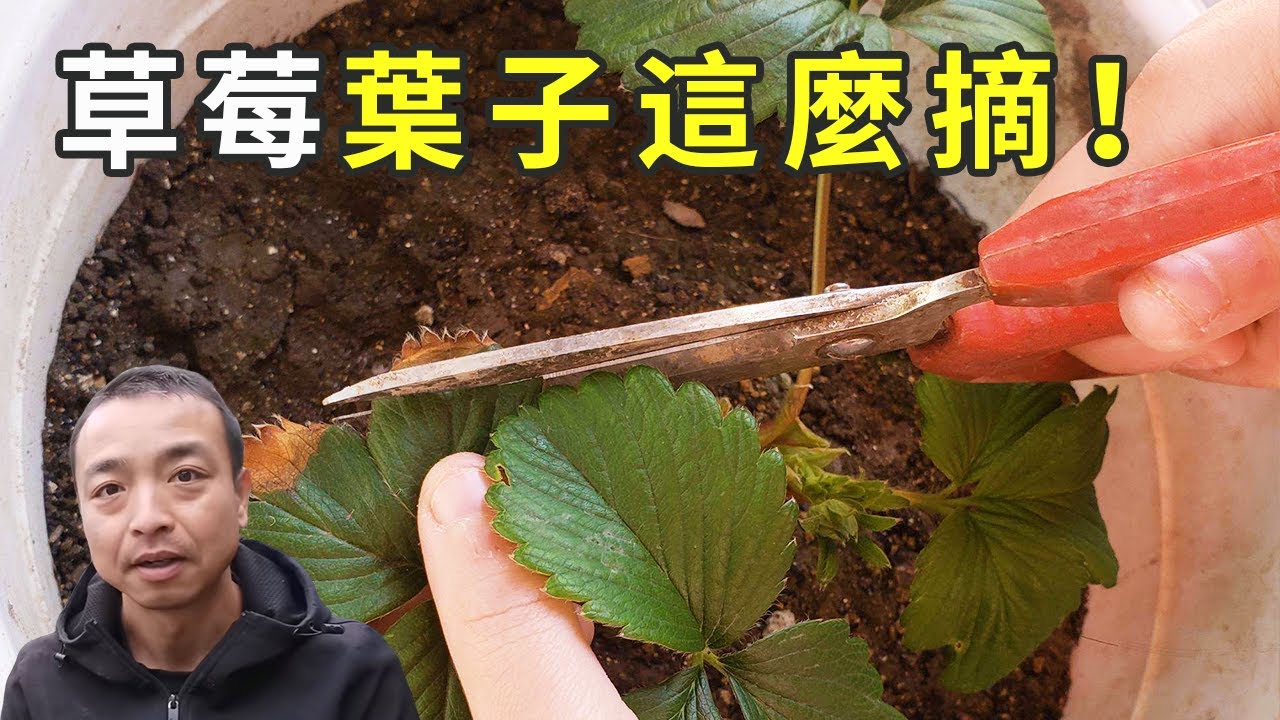 草莓摘叶子到底有多重要？7分钟全过程详解，手把手传授多年种植的亲身经验！全网最详细讲解，一看就懂！|Strawberry in pots|イチゴの鉢植え【手艺人飞羽】