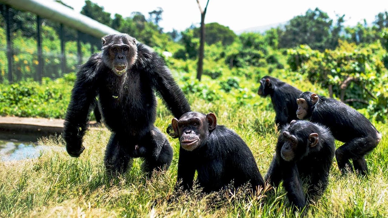 Save Our Primate Kin: Congo's Wildlife Crisis! | The Koala
