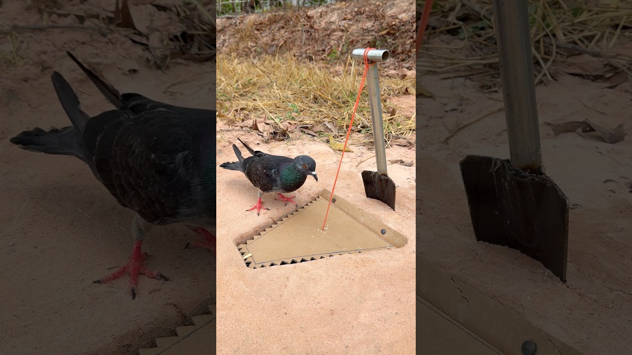 Quick Unique DIY Pigeon Bird Trap Using Mini Shovel & Cardboard 