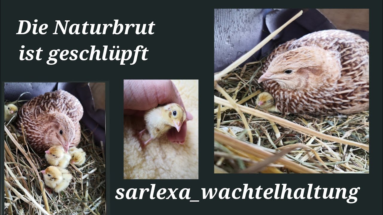 Wachtel Naturbrut, die K&uuml;ken sind da!!! #Naturbrut