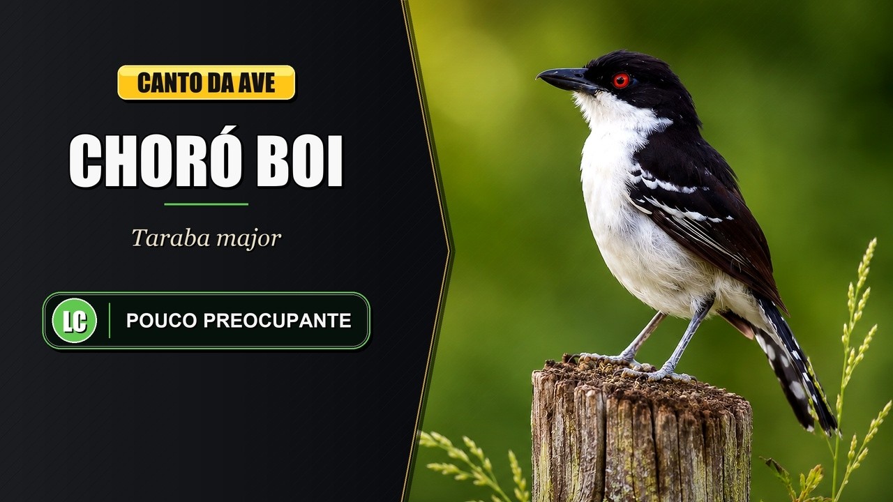Canto do Chor&oacute; Boi / Choca Boi / Piorim | Great Antshrike | Taraba Major