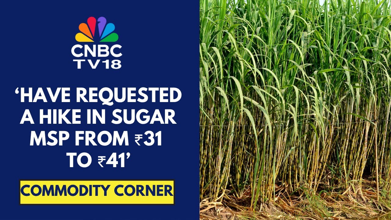 Sugar Production To Rise In 2025&ndash;26 Season; Govt&rsquo;s Export Approval A Key Positive For Sector: ISMA