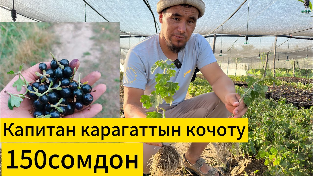 Дыйкандардын чонтогуно ылайыктуу баа.Биз учун ар бир кардар маанилуу,жардамга ар дайым даярбыз.