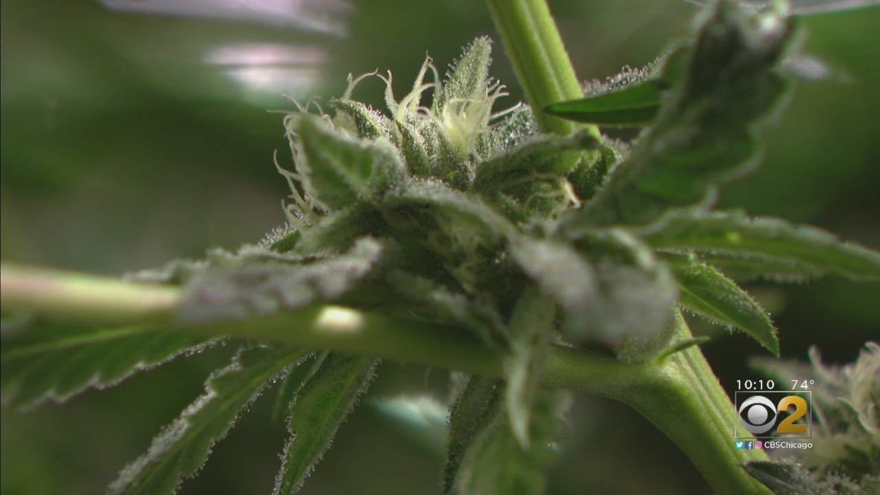 Recreational Marijuana To Be Legal In Illinois