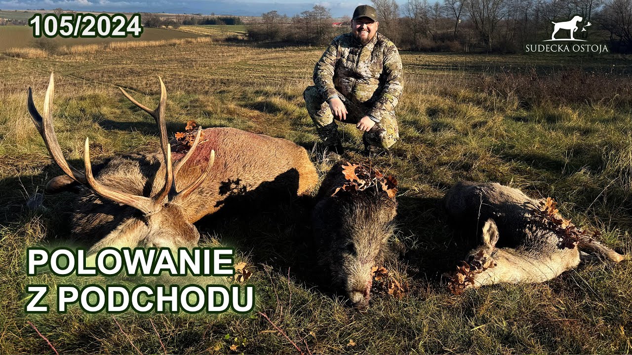 Polowanie z podchodu, byk jelenia sarna i dzik na pokocie  SUDECKA OSTOJA 105/2024 Hunting in Poland