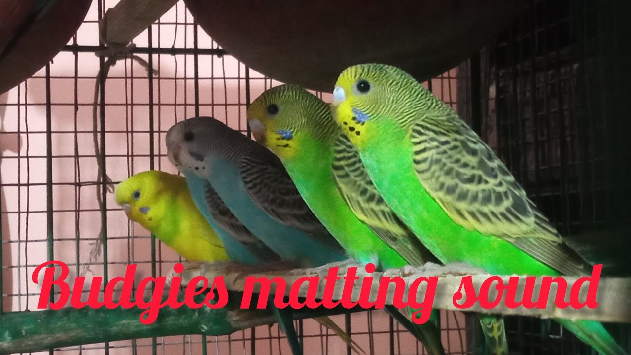 My Happy Budgies Sound🦜🐦🐤 #birds #budgiessound #parrot 
