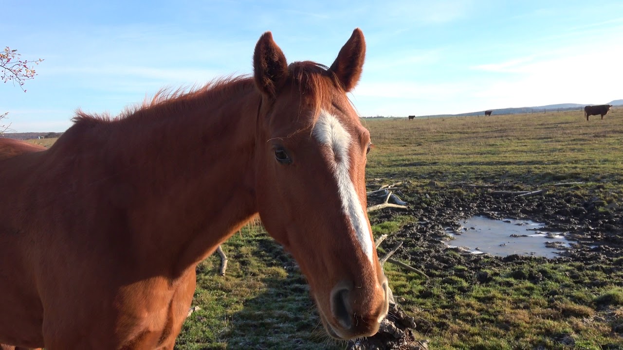 Thüringeti im November 2020