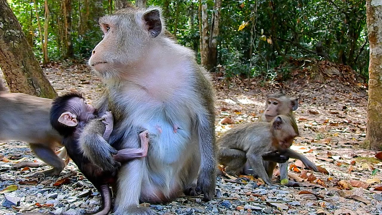 The Most Smart Tiny Baby AMINA Try To Move Around Mom Anna Wonderfully | @IShowMonkeyTV