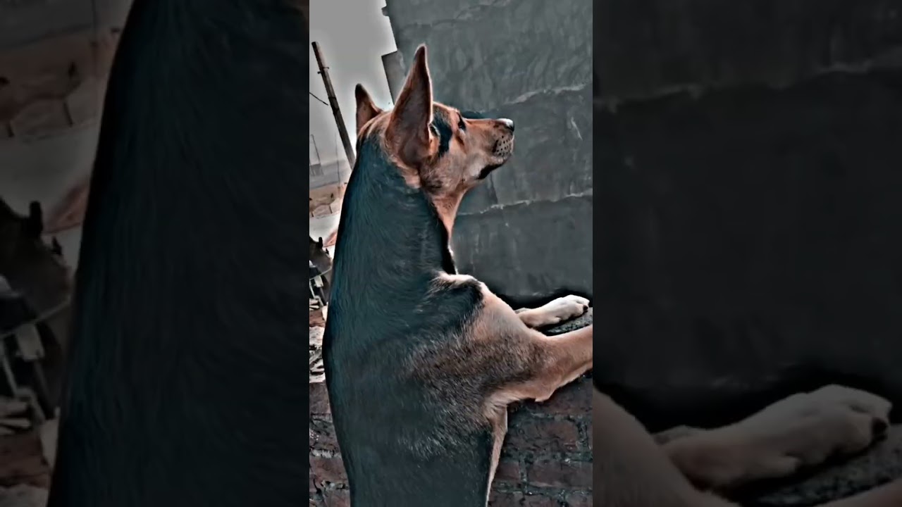 BRAVO | BRAVO DOG | BRAVO TRANSFORMATION | Bravo dog |bravo | bravo dog | Bravo Transformation |