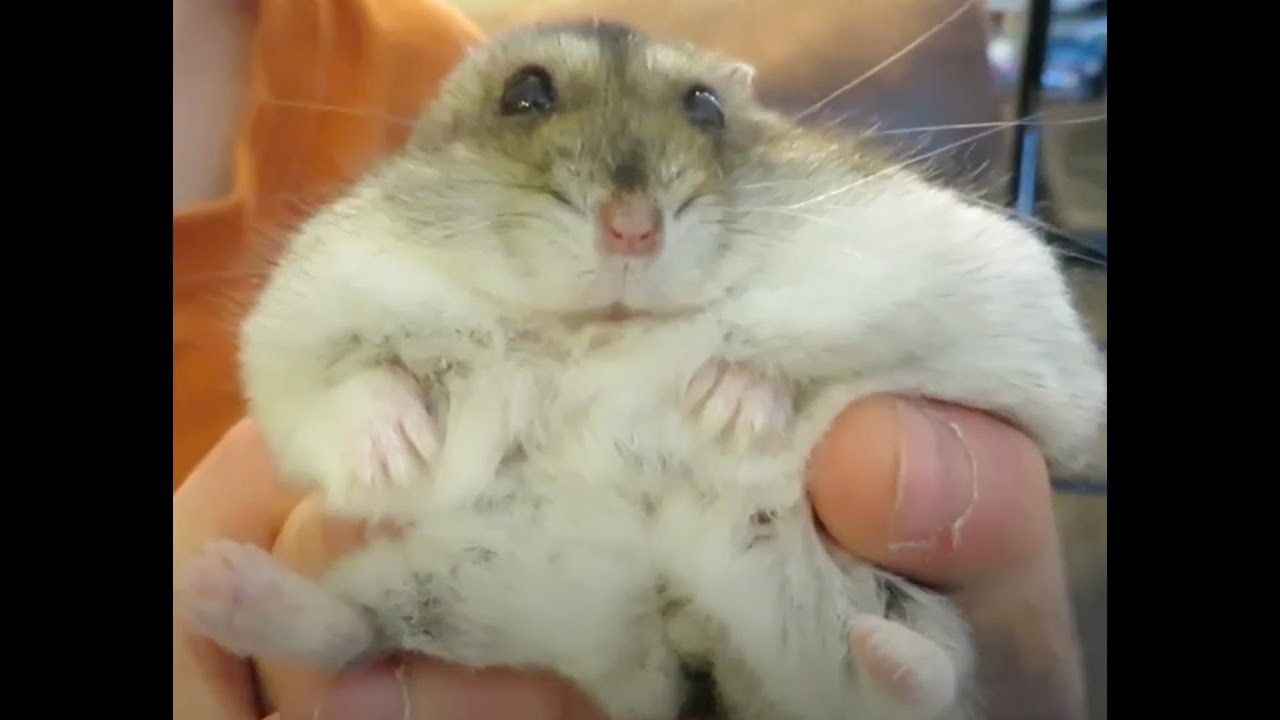 The last days of Chubby
