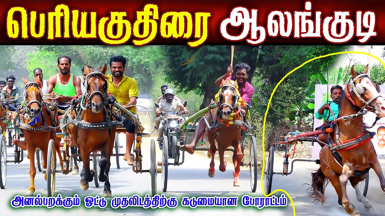 ஆலங்குடி பெரியகுதிரை  (08.03.2026) பந்தயம் #perai_raj_digital #reklarace