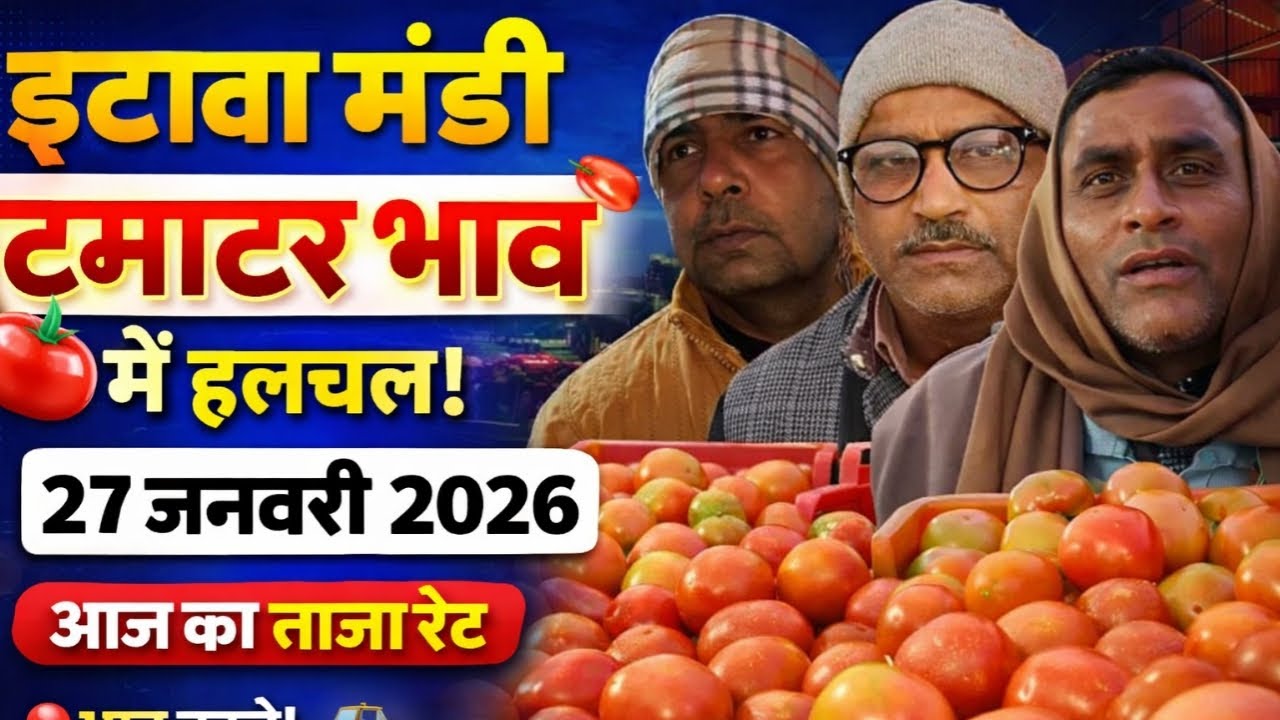 इटावा मंडी🍅 टमाटर भाव में हलचल!📅 27 जनवरी 2026💥 आज का ताज़ा रेट| 🚜 किसानों के लिए खबर| तेजी या मंदी?