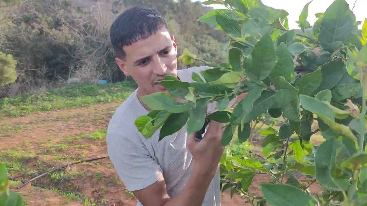تقليم اشجار الليمون 🌿🌳🍋( Taille du citronnier)  ولاية وهران 🇩🇿