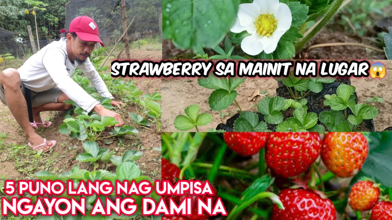 STRAWBERRY SA MAINIT NA LUGAR 😱 PWEDI BA? ANG LULUSOG. TIPS & TUTORIAL/ Gha Agri Tv.