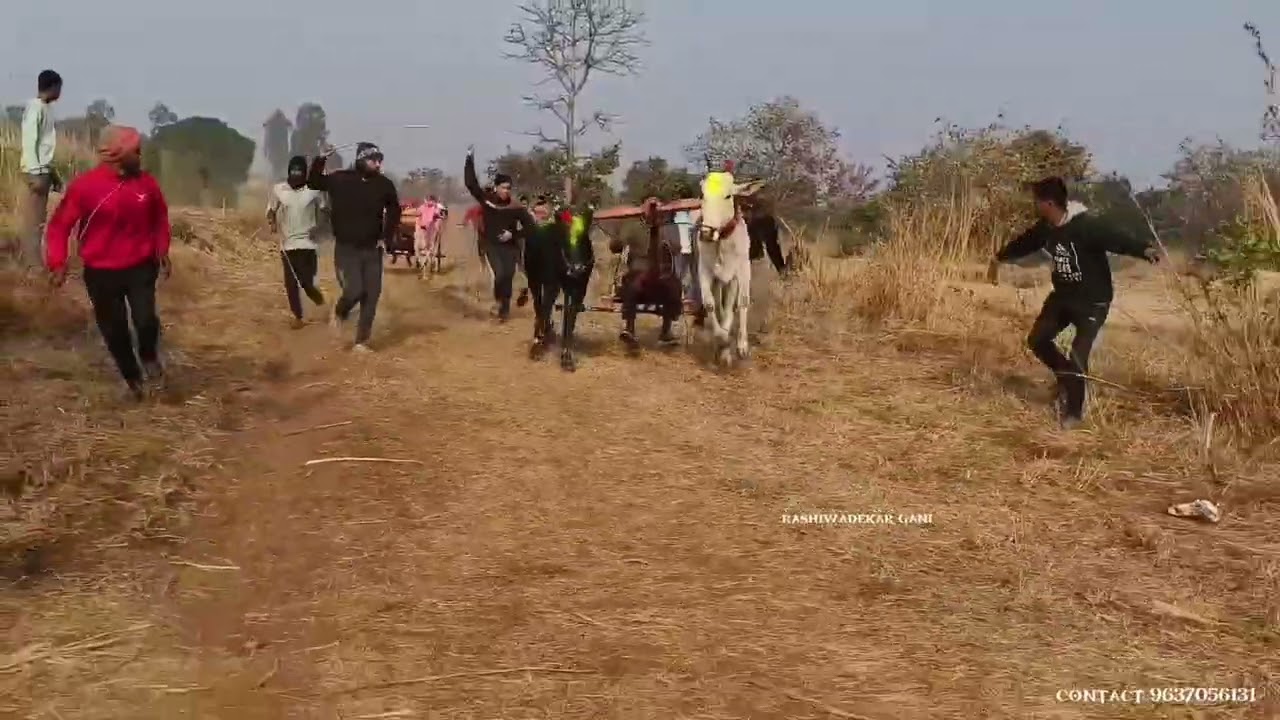 राशिवडे बिरदेव यात्रा आदत आदत शर्यत गट2 1 किग सोन्या किंग आसमान्या 2 बुलट छब्या वांटेड हरण्या 3 दिगु