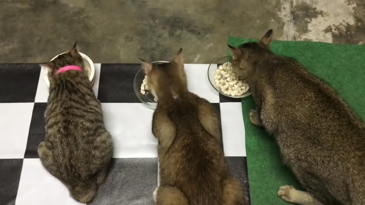 Pets & Animals | The way they show happiness | @Jdt Cats.